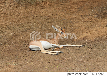 羚羊 羚羊 6012265