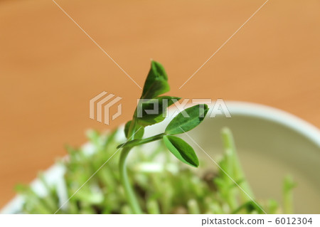 發芽 6012304