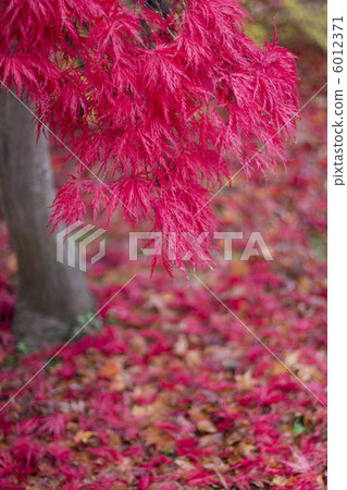The autumn leaves Benicidal 6012371