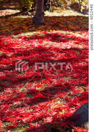 Deciduous leaves of Benissidare 6012440