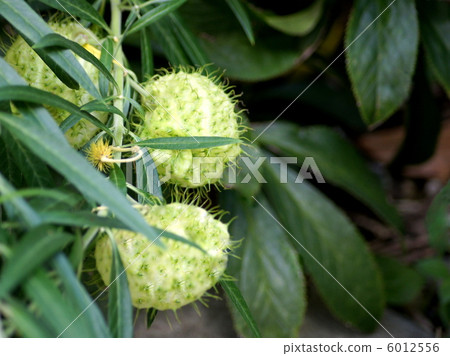 雲杉葫蘆(水果):氣球球樹 雲杉葫蘆(水果):氣球球樹 6012556