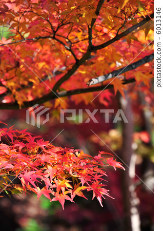 Autumn leaves of Shodoshima Izumi Park 6013146