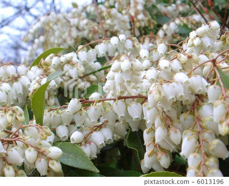 Asebi (white): Caterpillar tree Asebi (white): Caterpillar tree 6013196