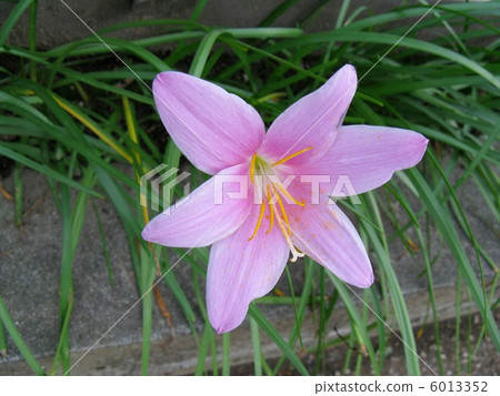 Pink Saffron, cute flower that looks just like 6013352