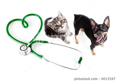 Veterinary for cats, dogs and other pets concept 6013587