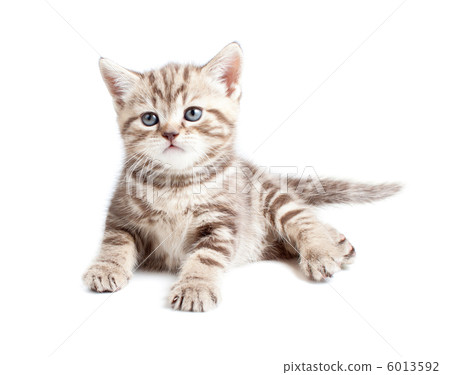 British baby cat or kitten lying isolated 6013592