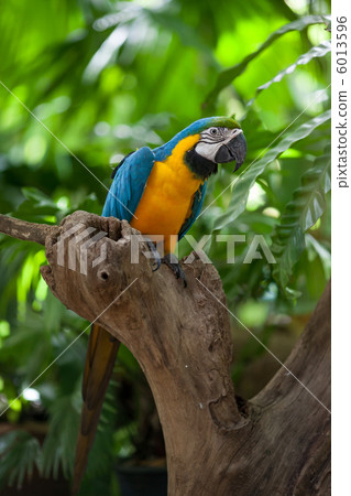 macaw parrot 6013596