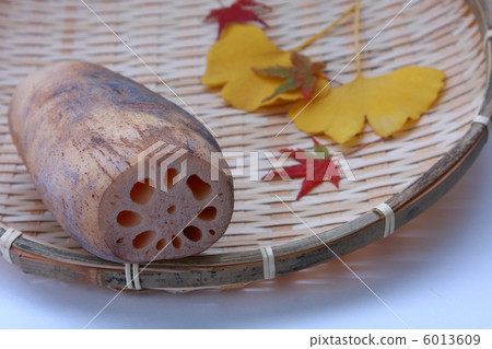 蓮花植根於猴子和楓樹和銀杏（白色背景） 6013609