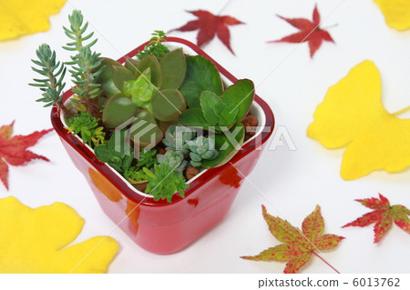 多汁植物看鍋,銀杏和秋葉葉(白色背景) 多汁植物看鍋,銀杏和秋葉葉(白色背景) 6013762