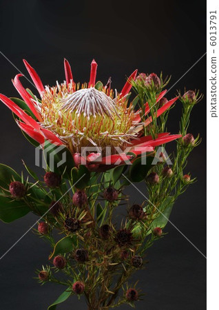 Protea and Ryukha Dendron Protea and Ryukha Dendron 6013791