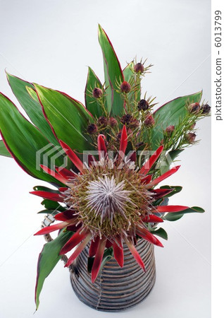 Protea和Ryukha Dendron Protea和Ryukha Dendron 6013799