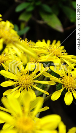 縫紉系列 縫紉系列 6013907