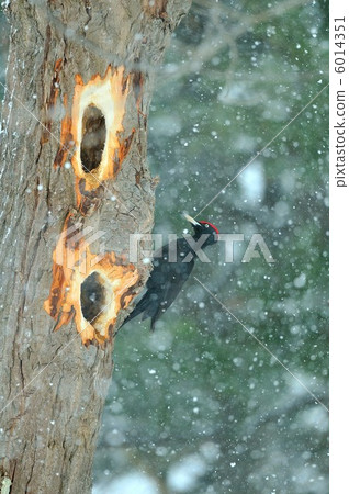 在雪地裡 6014351