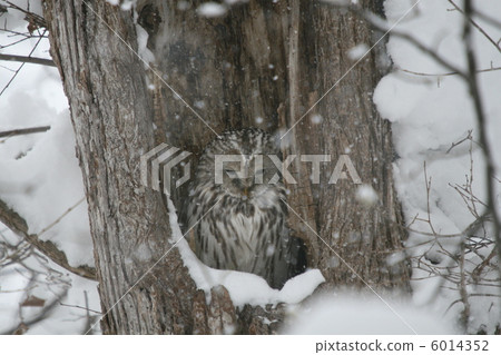 想你了··· 6014352