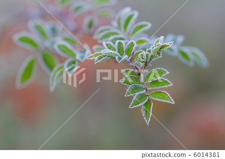 冰霜邊緣 6014381