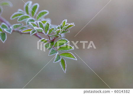 冰霜邊緣 6014382