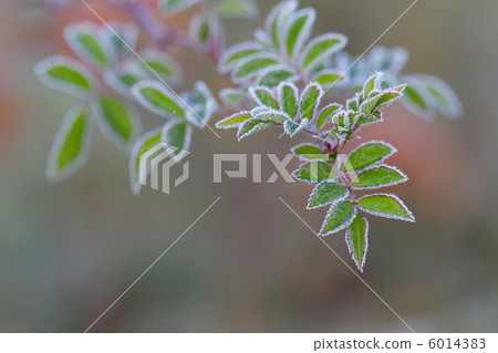 冰霜邊緣 6014383