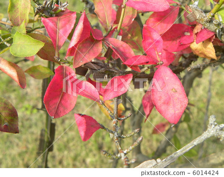美麗的秋季葉子秋葉與這個名字的 6014424