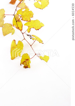 Dead leaves of grapes 6014530