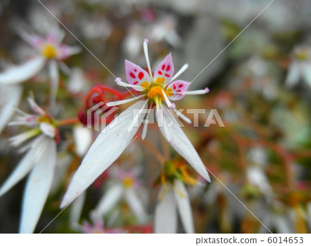 Yukinoshita Yukinoshita 6014653