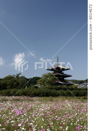 Nara Ibarado Legend Temple Cosmos Field Nara Ibarado Legend Temple Cosmos Field 6014672