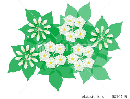 Potato flowers 6014749