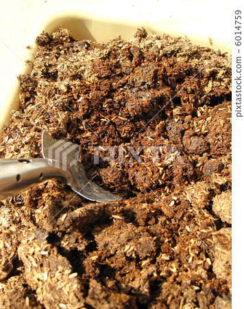 Gardening with cow manure compost Gardening with cow manure compost 6014759