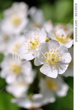 覆盆子花 6014919