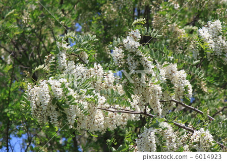 Flower of falseacacia Flower of falseacacia 6014923