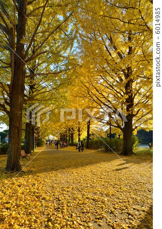 銀杏bunka黃色葉子 6014985