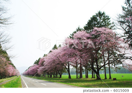 Shizukaishi intercity road Road of cherry blossoms Shizukaishi intercity road Road of cherry blossoms 6015009