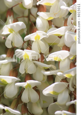 falseacacia花 falseacacia花 6015011