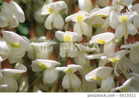 Flower of falseacacia Flower of falseacacia 6015012