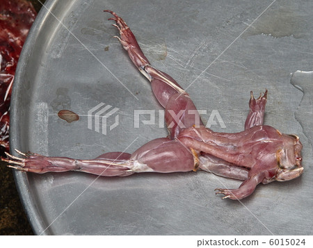 Stripped frog (Ho Chi Minh / Vietnam) 6015024