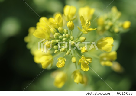 Ringing of Cheonggen 6015035