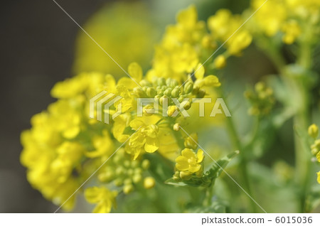 Ringing of Cheonggen 6015036