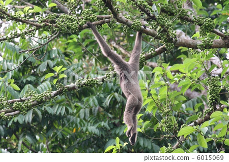 Bornean Gibbon (Mueller's gibbon) 6015069