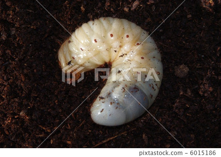 Beetle larvae 6015186