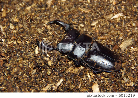 Okuwagata Okuwagata 6015219