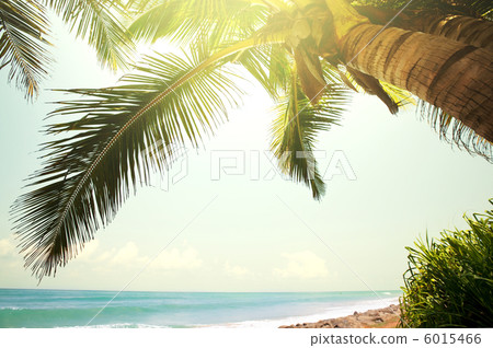 Tropical beach Tropical beach 6015466