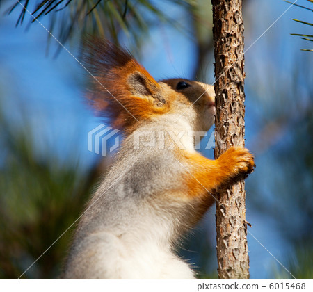 Squirrel Squirrel 6015468