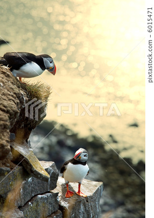 Puffin Puffin 6015471