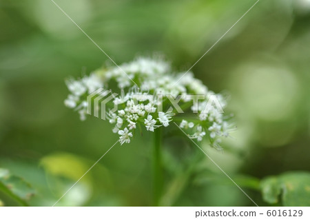 Celery Flower 6016129