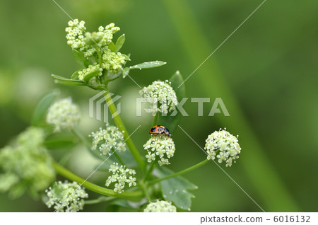 芹菜花 芹菜花 6016132