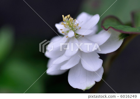 北達見花 6016249