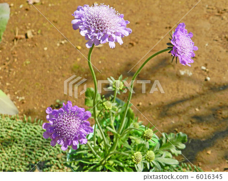 Scuba Osa(藍色氣球) Scuba Osa(藍色氣球) 6016345
