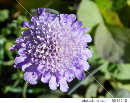 Scuba Osa (Blue balloon) 6016348