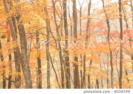 Autumn forest 6016549