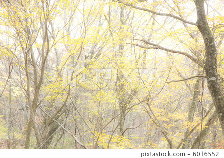 Autumn forest Autumn forest 6016552