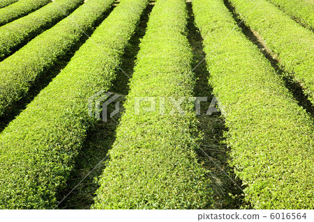 茶領域背景 茶領域背景 6016564